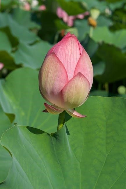 the guide to capturing a black lotus